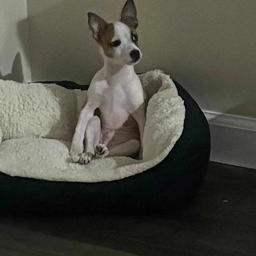 Simba is registered to the contest to win money with this photo: animal, companion, cozy, curious, cute, dog, dog_bed, domestic, ears, floor, fur, home, indoor, pet, quiet, relaxing, resting, sitting, small_dog, wall