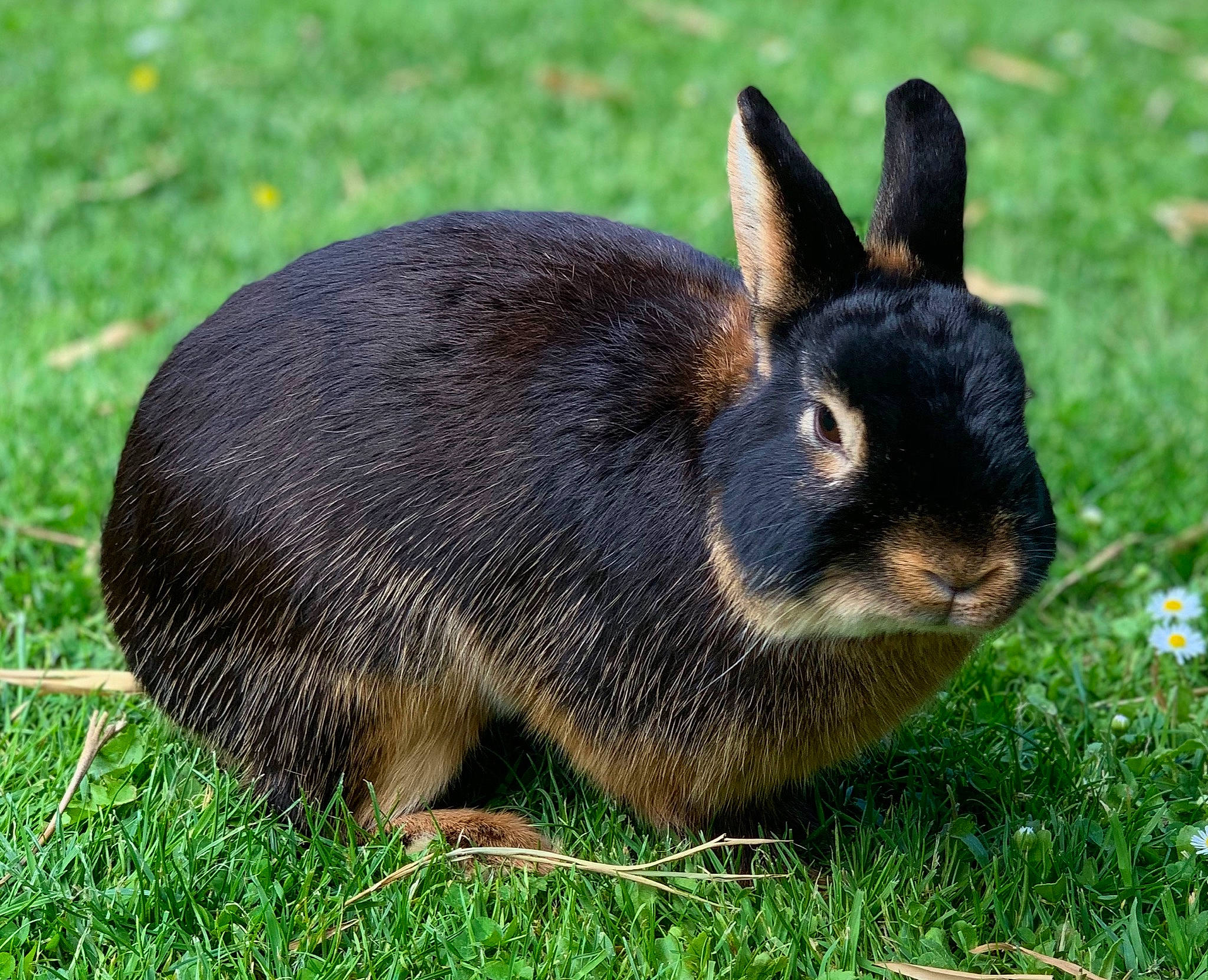 Minuit participe au concours pour gagner de l'argent avec cette photo : domestic_rabbit, grass, groundcover, hare, lower_keys_marsh_rabbit, mammal, plant, rabbit, rabbits_and_hares, terrestrial_animal, vertebrate, whiskers, wildlife, wood_rabbit
