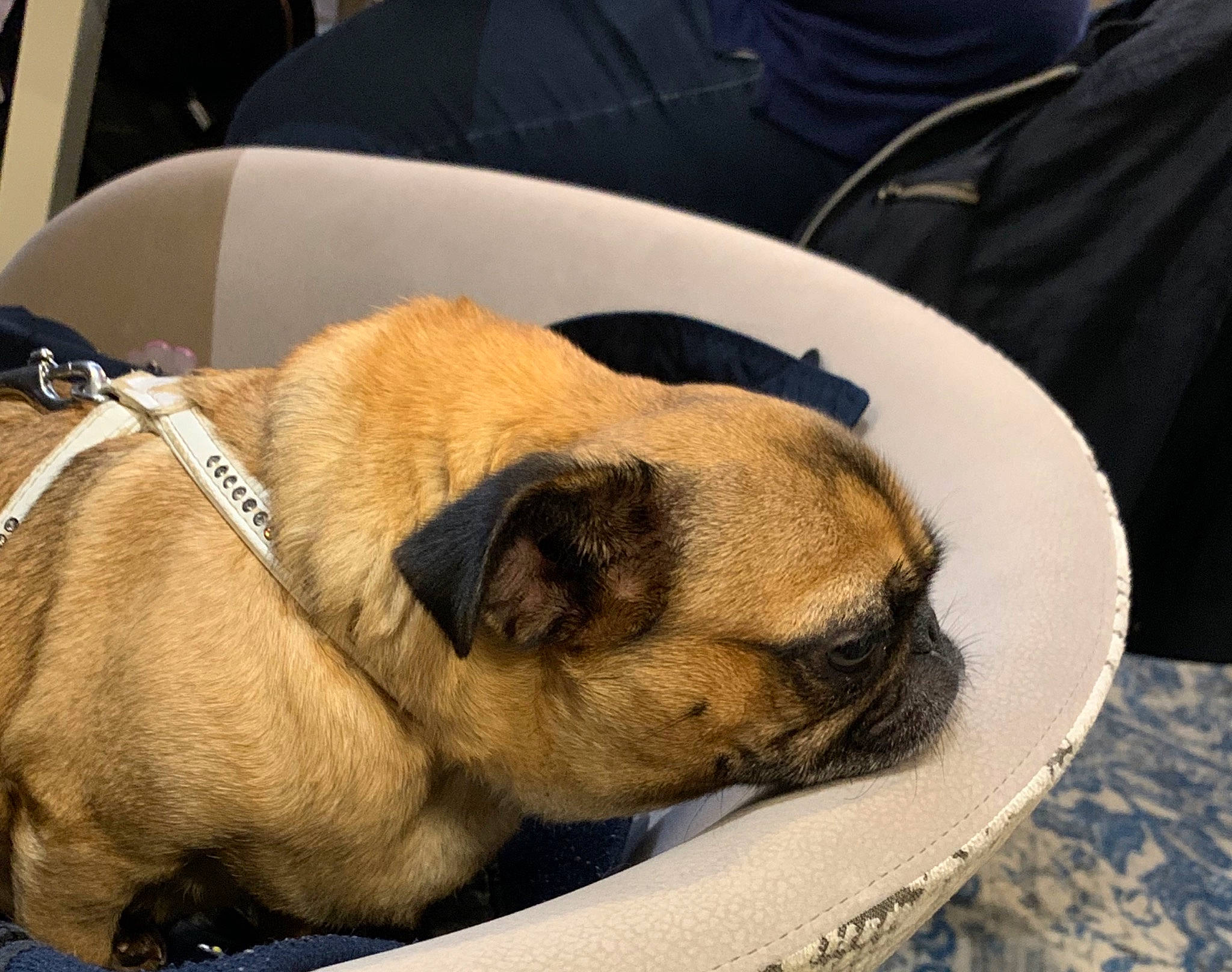 Ivoire a rejoint le concours — aidez-le/la à gagner de superbes lots ! canidae, carnivore, companion_dog, dog, dog_breed, fawn, mammal, pug, puppy, puppy_love, snout, toy_dog, wrinkle