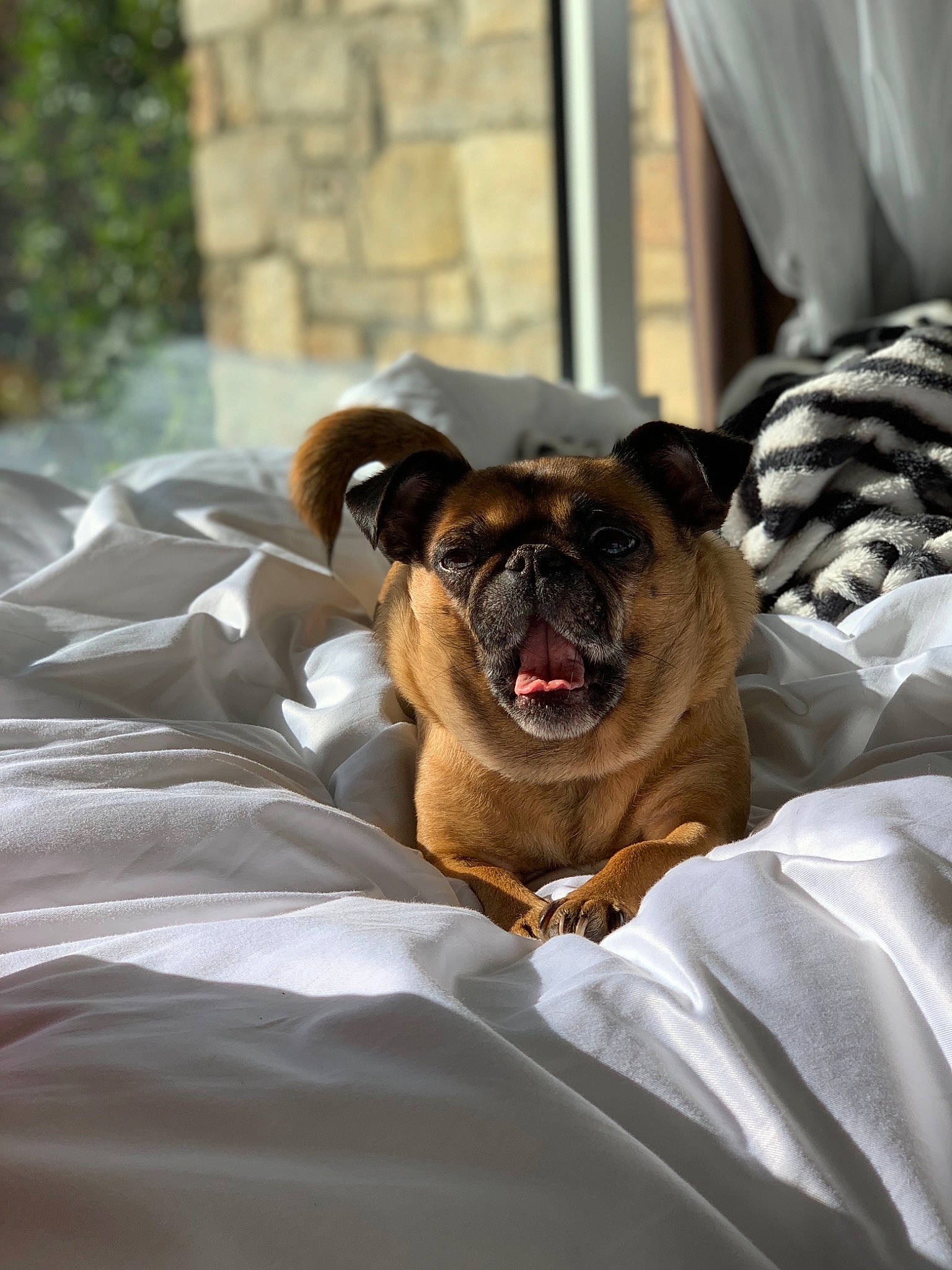 Ivoire participe au concours pour gagner de l'argent avec cette photo : bed, bullmastiff, canidae, carnivore, companion_dog, dog, dog_breed, facial_expression, fawn, pug, snout