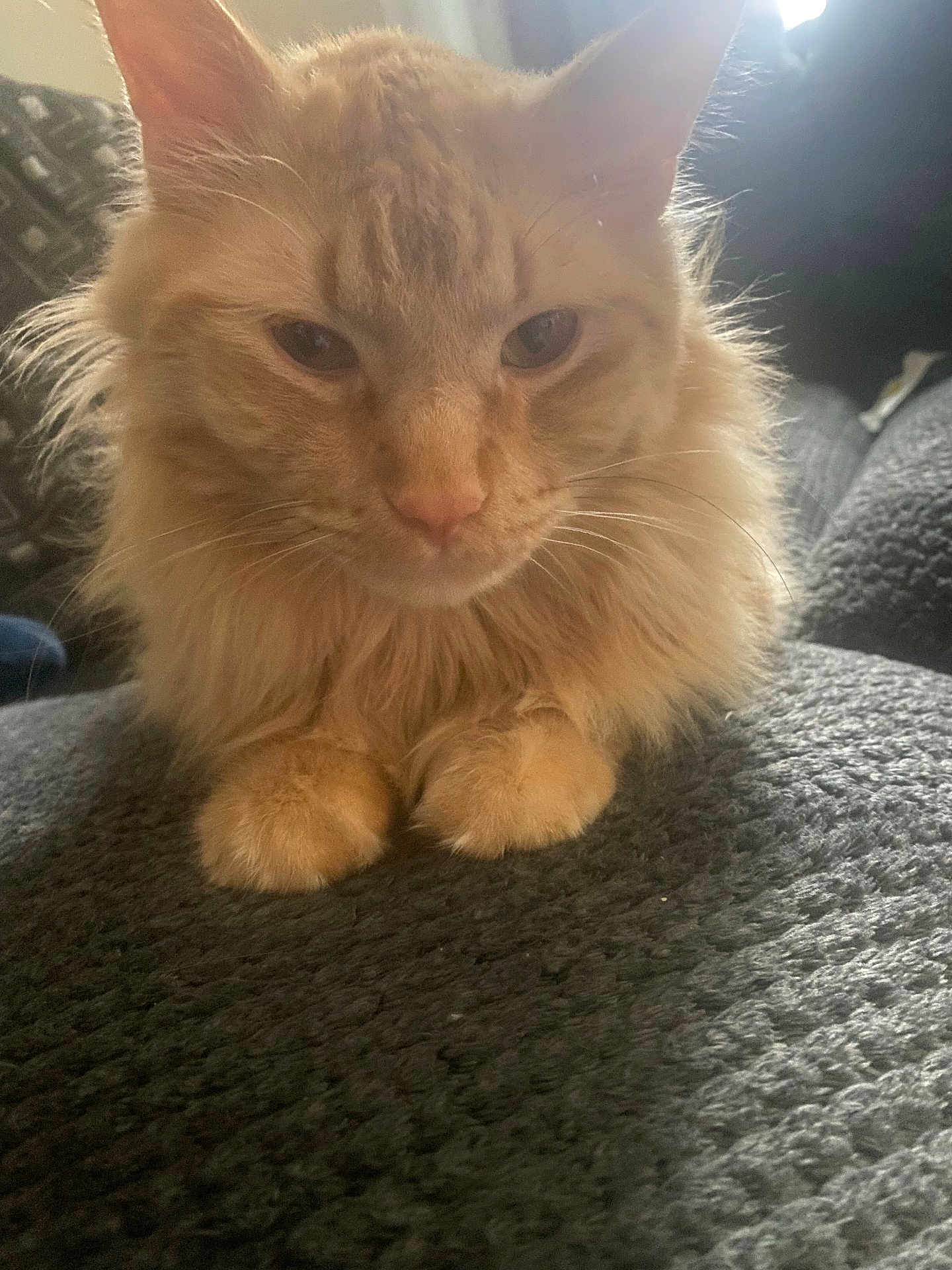 Juniper