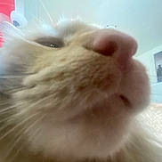 Juniper is registered to the contest to win money with this photo: cat, close_up, nose, whiskers, indoor, lamp, red_lamp, furniture, wall, photograph, cityscape, blurred_background, pet, animal, fur, light, home, domestic, mammal, whisker