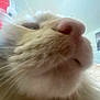 cat, close_up, nose, whiskers, indoor, lamp, red_lamp, furniture, wall, photograph, cityscape, blurred_background, pet, animal, fur, light, home, domestic, mammal, whisker