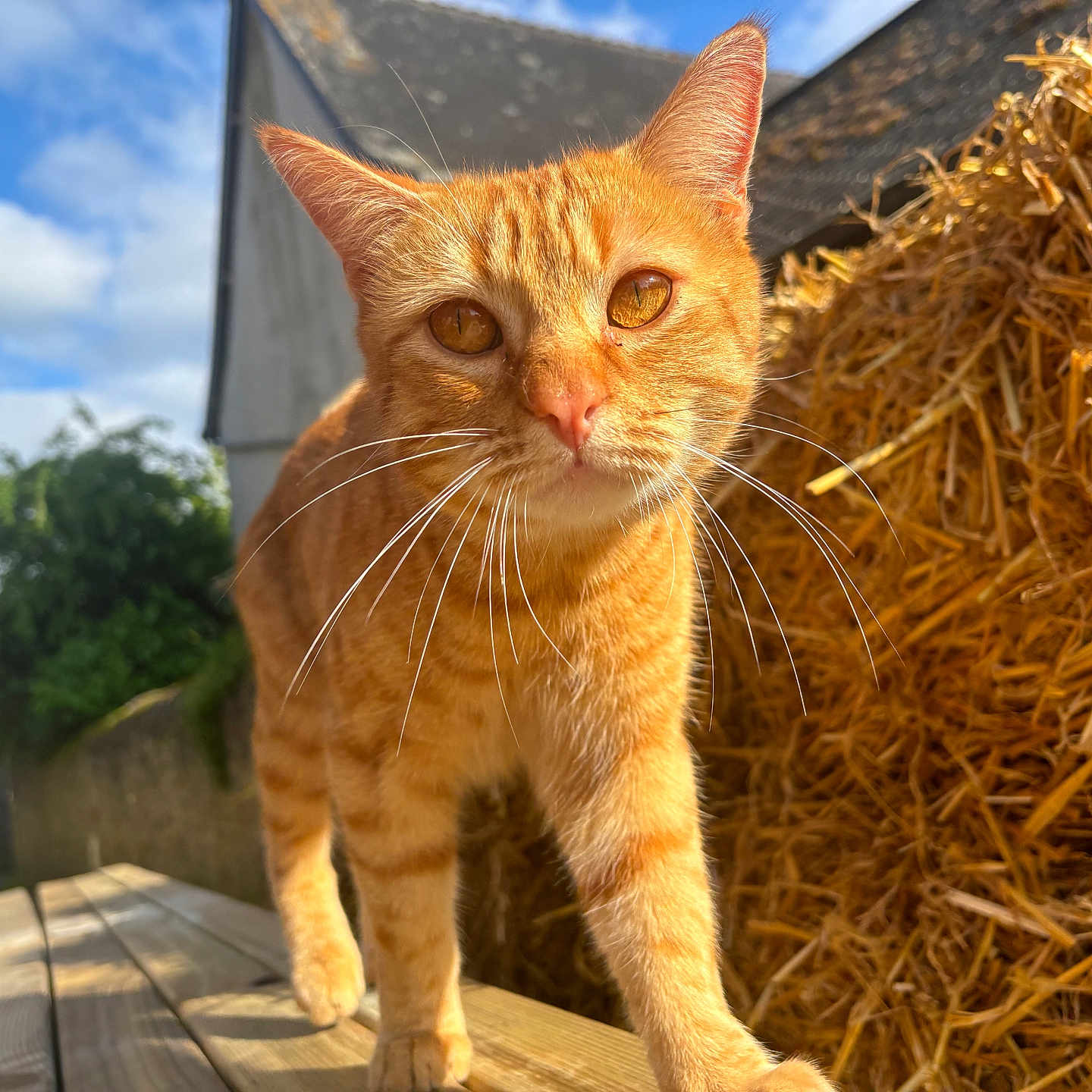 Tigrou participe au concours pour gagner de l'argent avec cette photo : animal, bench, blue_sky, cat, close_up, clouds, curious, daytime, fence, fur, ginger_cat, hay_bales, nature, outdoor, pets, street, sunlight, village, walking, whiskers