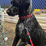 Tulie is registered to the contest to win money with this photo: alert, animal, background_signs, black_dog, canine, chain_link_fence, collar, dog, evening, gravel, leash, metal_fence, night, outdoor, pet, quiet, red_leash, side_view, street_light, urban