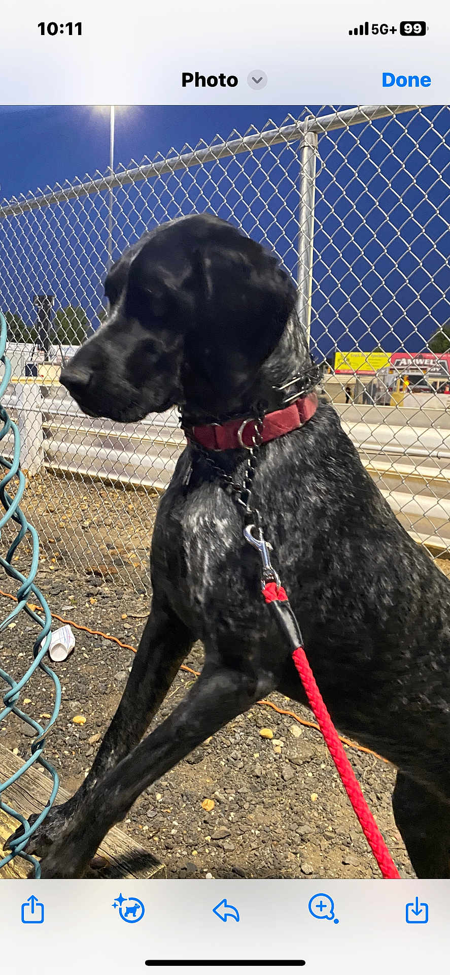 Tulie is registered to the contest to win money with this photo: alert, animal, background_signs, black_dog, canine, chain_link_fence, collar, dog, evening, gravel, leash, metal_fence, night, outdoor, pet, quiet, red_leash, side_view, street_light, urban