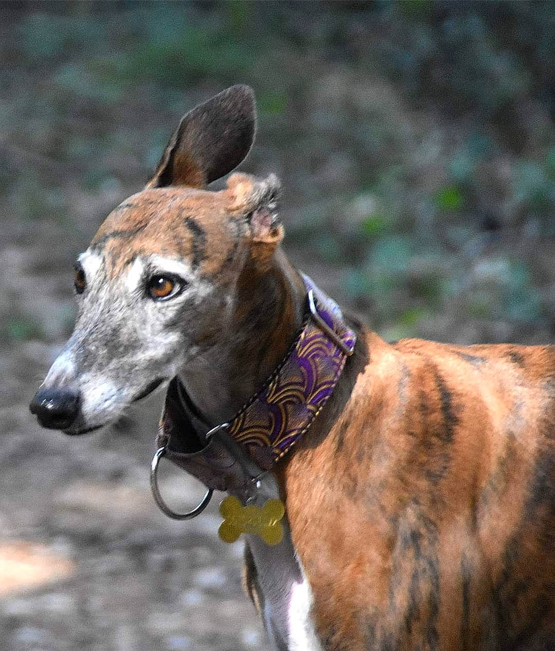 Midley participe au concours pour gagner de l'argent avec cette photo : canidae, carnivore, collar, companion_dog, dog, dog_breed, dog_collar, dog_supply, fashion_accessory, fawn, magyar_agar, pet_supply, polish_greyhound, rampur_greyhound, sighthound, snout, sporting_group, terrestrial_animal, whiskers, working_animal