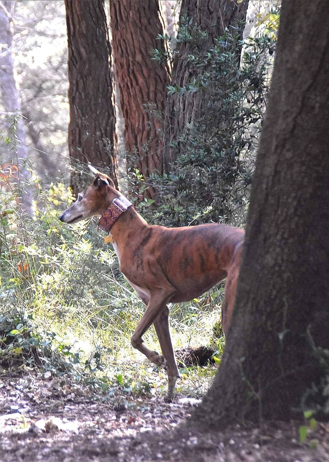 Midley a rejoint le concours — aidez-le/la à gagner de superbes lots ! carnivore, deer, dog_breed, fawn, forest, grass, groundcover, natural_landscape, plant, snout, tail, temperate_broadleaf_and_mixed_forest, terrestrial_animal, terrestrial_plant, tree, trunk, twig, white_tailed_deer, wood, woodland