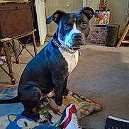 Kyro is registered to the contest to win money with this photo: dog, indoor, blanket, carpet, chair, plant, pot, notebook, text, shoe, jeans, furniture, door, keys, collar, pet, animal, looking, sitting, cozy