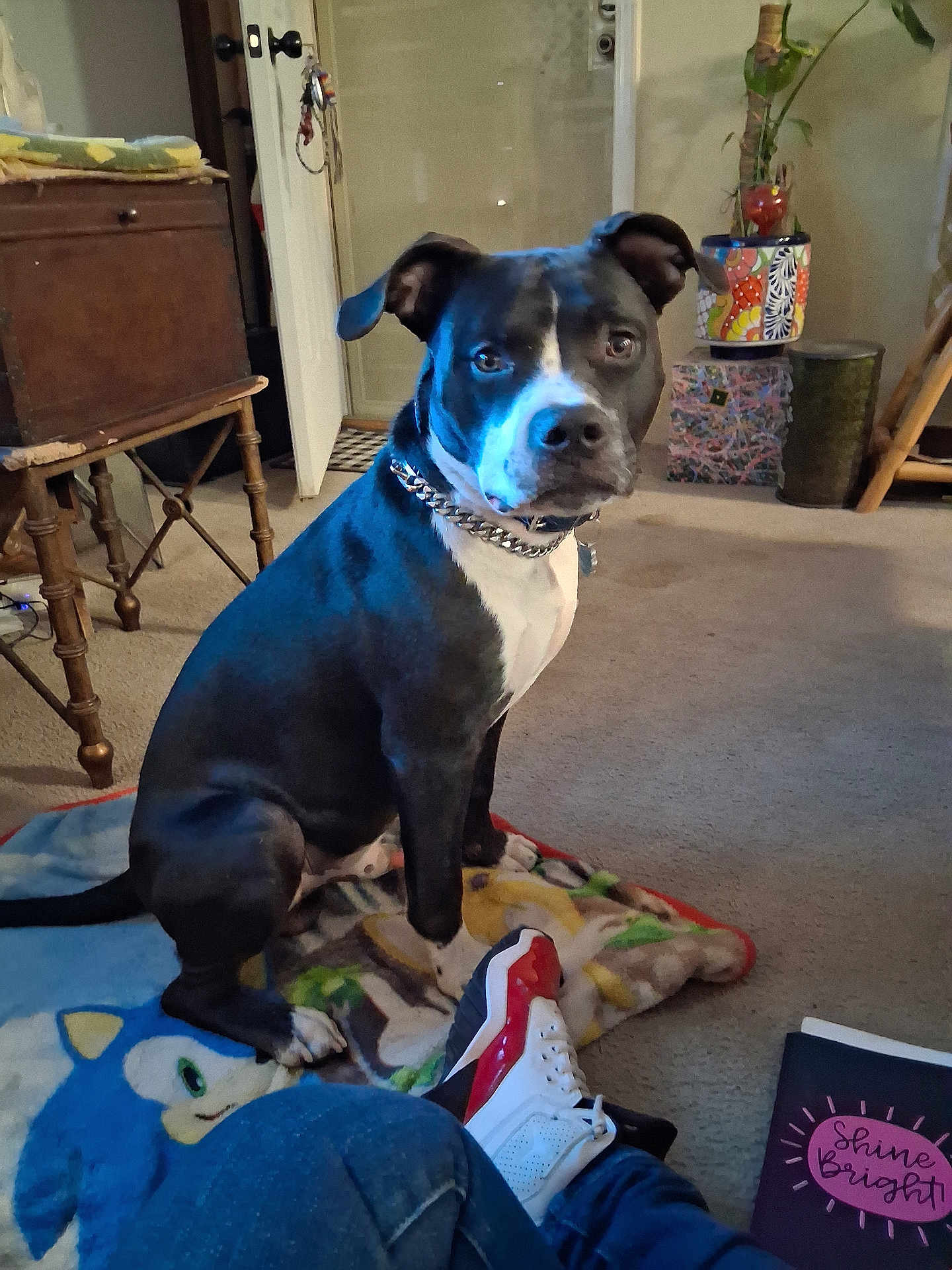 Kyro is registered to the contest to win money with this photo: dog, indoor, blanket, carpet, chair, plant, pot, notebook, text, shoe, jeans, furniture, door, keys, collar, pet, animal, looking, sitting, cozy