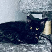 Justice joined the competition — help win amazing prizes! cat, kitten, black_cat, pet, cat_tree, scratching_post, indoor, green_eyes, fur, whiskers, collar, bell, resting, lying, portrait, animal, mammal, cozy, grey_fabric, textured_wall