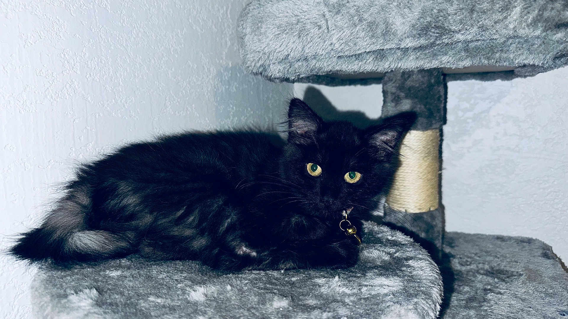 Justice joined the competition — help win amazing prizes! cat, kitten, black_cat, pet, cat_tree, scratching_post, indoor, green_eyes, fur, whiskers, collar, bell, resting, lying, portrait, animal, mammal, cozy, grey_fabric, textured_wall