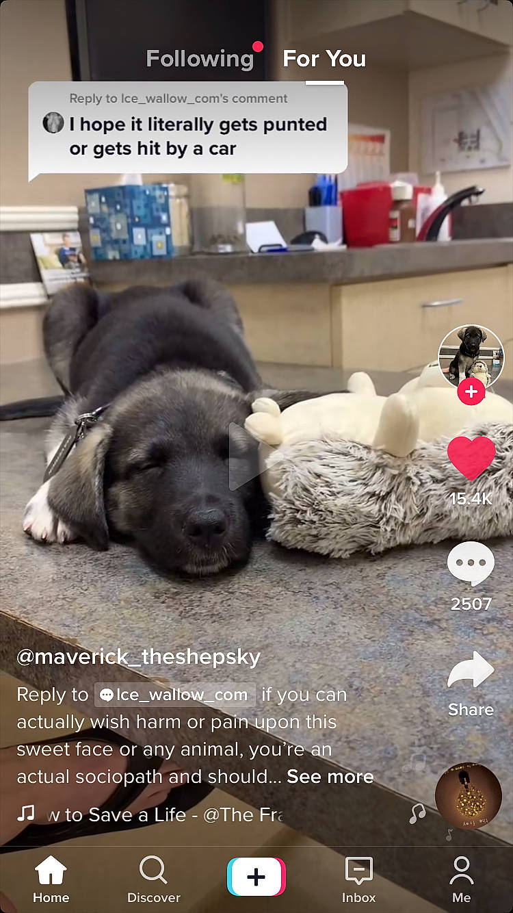 Rocky joined the competition — help win amazing prizes! advertising, book_cover, brand, carnivore, chair, comfort, companion_dog, dog, dog_breed, flooring, font, fur, linens, nap, photo_caption, photography, rock, room, table, working_animal