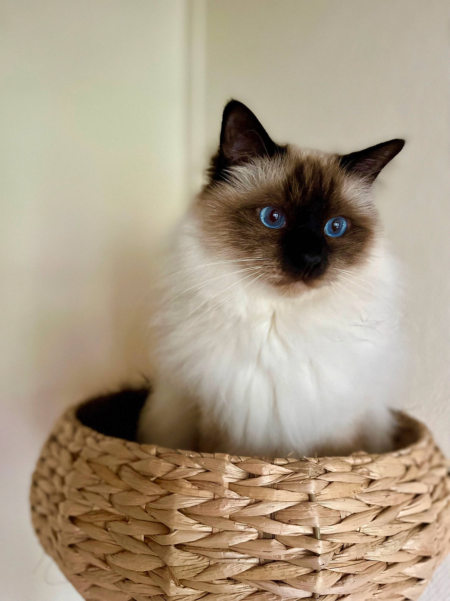 Sherlock Holmes a rejoint le concours — aidez-le/la à gagner de superbes lots ! art, balinese, basket, birman, carnivore, cat, electric_blue, fashion_accessory, fawn, felidae, fur, iris, natural_material, siamese, small_to_medium_sized_cats, snout, storage_basket, thai, whiskers, wicker