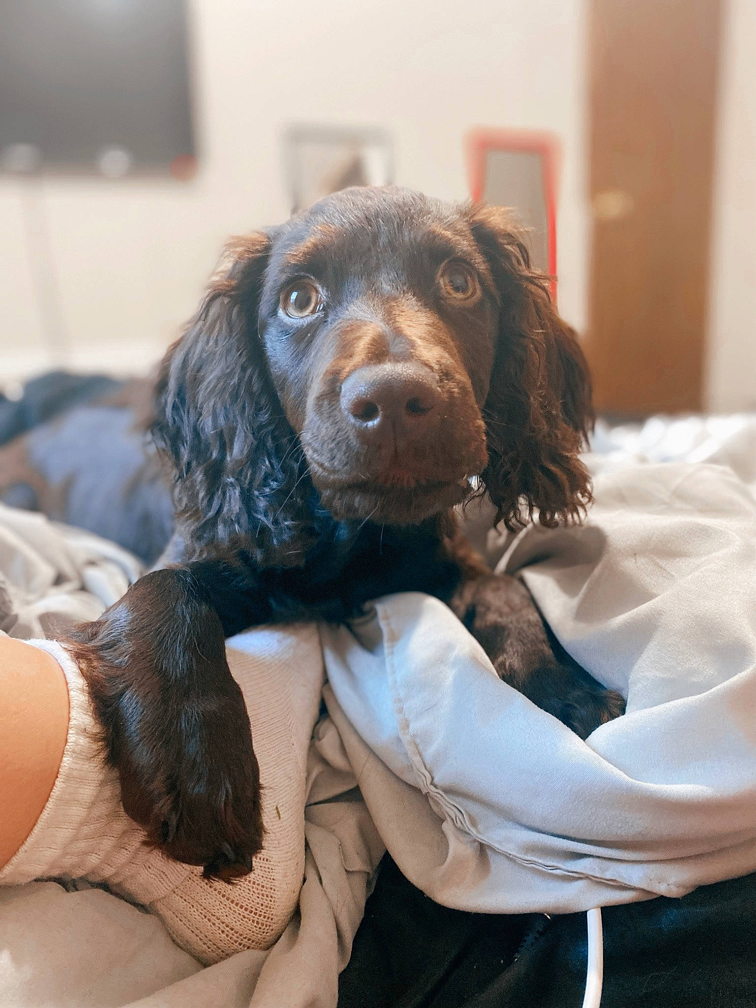 Ryder is registered to the contest to win money with this photo: canidae, carnivore, comfort, companion_dog, dog, dog_breed, event, formal_wear, fur, liver, spaniel, sporting_group, television, working_animal