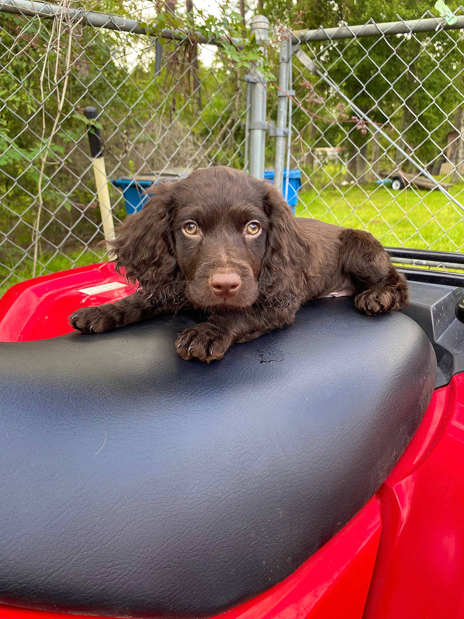 Ryder is registered to the contest to win money with this photo: automotive_exterior, bumper, carnivore, companion_dog, dog, dog_breed, family_car, fence, grass, gun_dog, hood, leisure, liver, mesh, motor_vehicle, plant, sporting_group, vehicle, water_dog, windshield