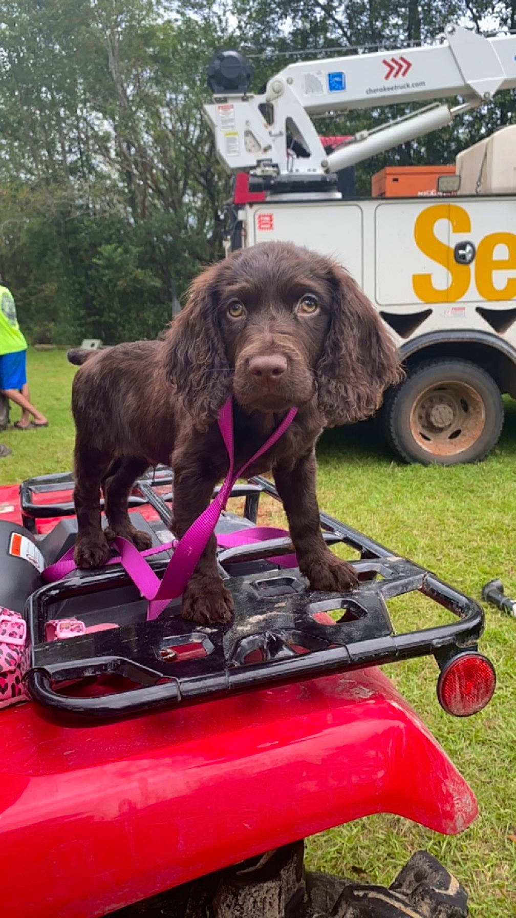 Ryder joined the competition — help win amazing prizes! automotive_tire, carnivore, companion_dog, dog, dog_breed, event, grass, gun_dog, leisure, liver, mammal, motor_vehicle, sporting_group, tire, tree, truck, vehicle, vertebrate, wheel, working_animal