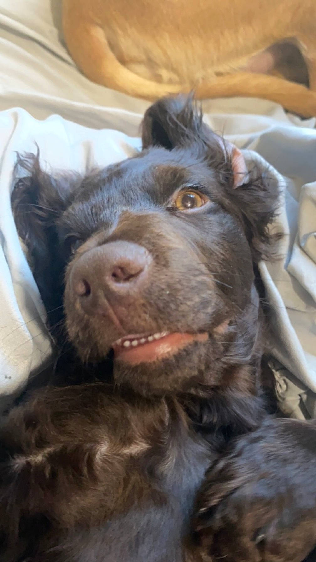 Ryder joined the competition — help win amazing prizes! canidae, carnivore, companion_dog, dog, dog_breed, ear, fur, gesture, guard_dog, herding_dog, liver, retriever, snout, spaniel, sporting_group, terrestrial_animal, whiskers, working_animal