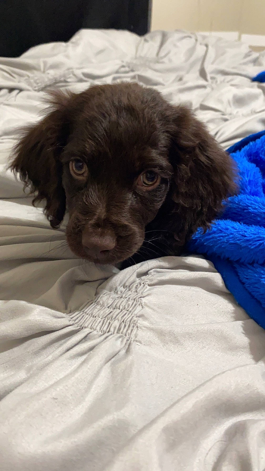 Ryder joined the competition — help win amazing prizes! canidae, carnivore, cocker_spaniel, comfort, companion_dog, dog, dog_breed, fur, gun_dog, linens, liver, puppy, retriever, snout, spaniel, sporting_group, terrestrial_animal, whiskers, working_animal