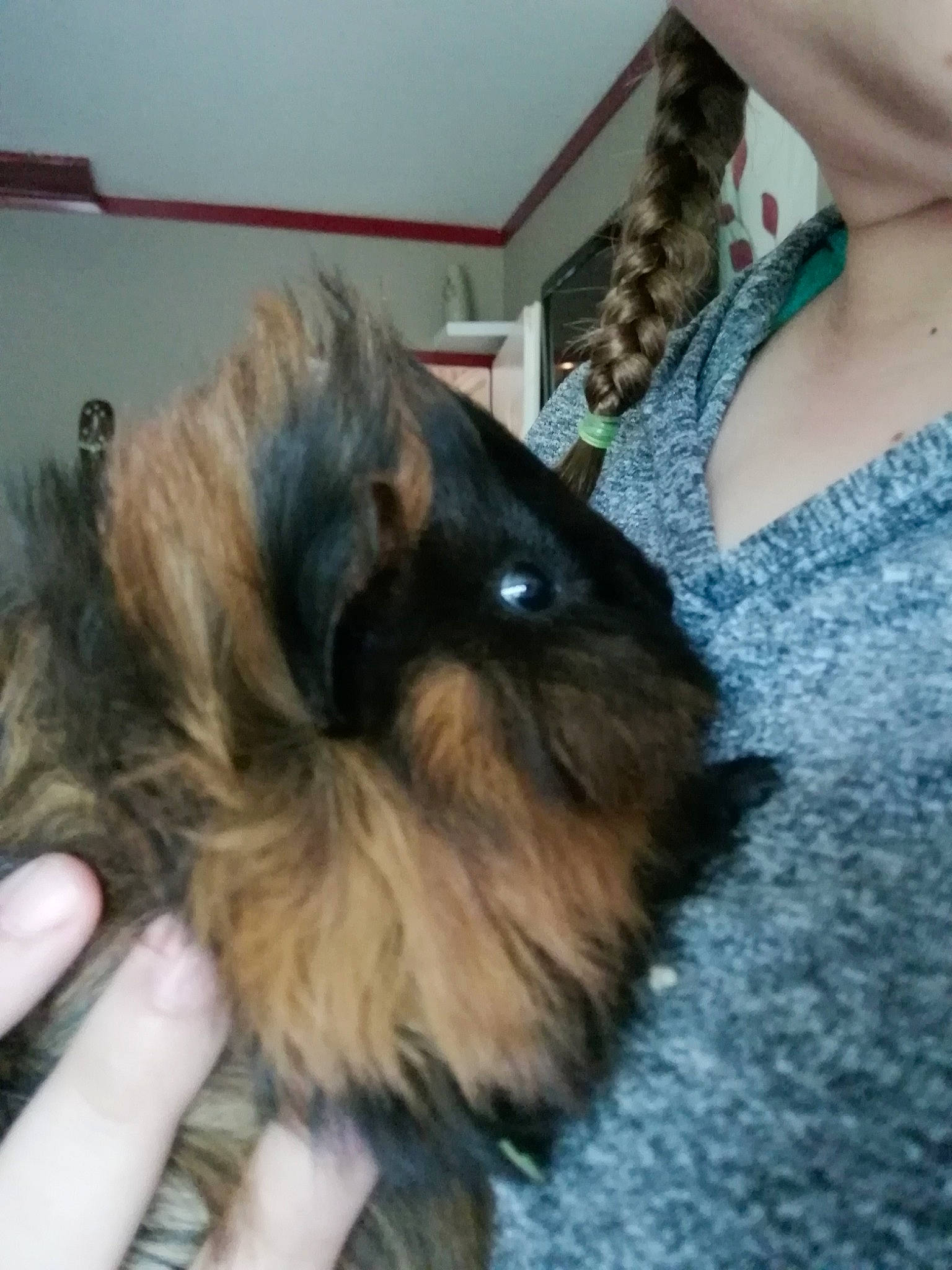 Nala participe au concours pour gagner de l'argent avec cette photo : canidae, carnivore, cat, dog_breed, domestic_long_haired_cat, ear, fawn, felidae, fur, small_to_medium_sized_cats, tail, whiskers