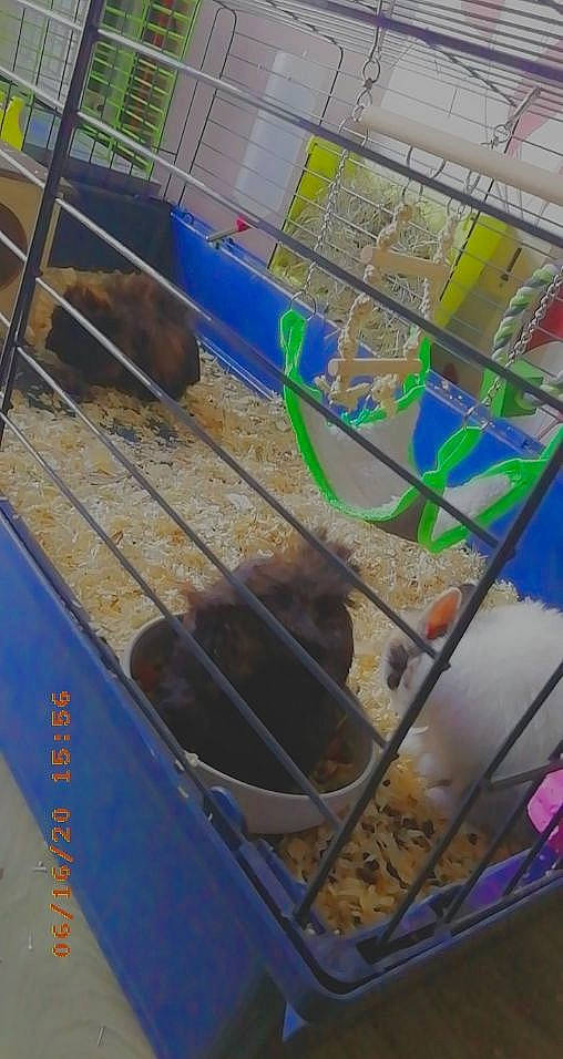 Nala a rejoint le concours — aidez-le/la à gagner de superbes lots ! animal_shelter, cage, degu, gerbil, hamster, muridae, muroidea, rodent