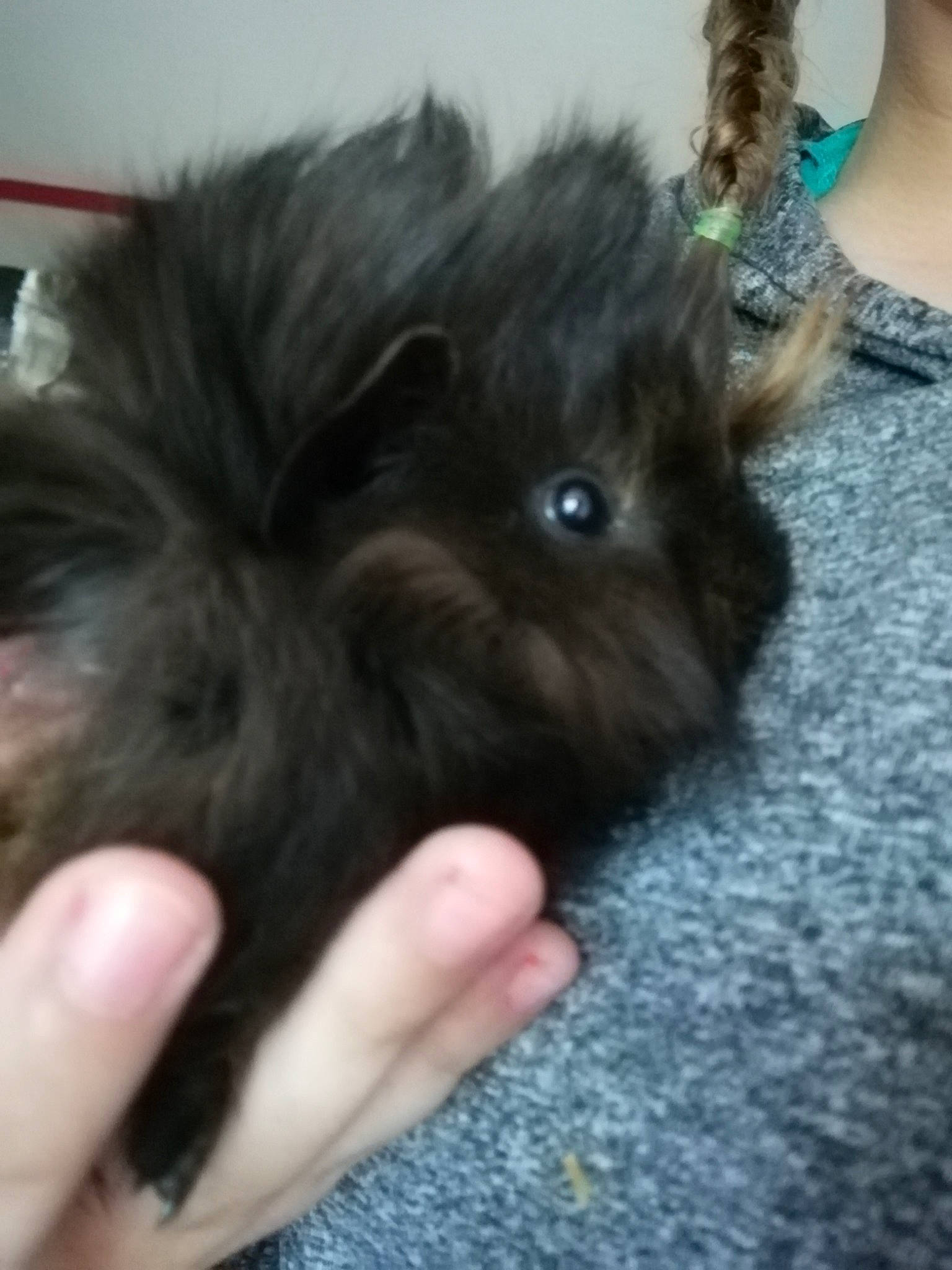 Simba a rejoint le concours — aidez-le/la à gagner de superbes lots ! affenpinscher, bolonka, cairn_terrier, canidae, carnivore, companion_dog, dog, dog_breed, ear, fur, guinea_pig, mammal, morkie, puppy, rodent, schnoodle, snout, terrier