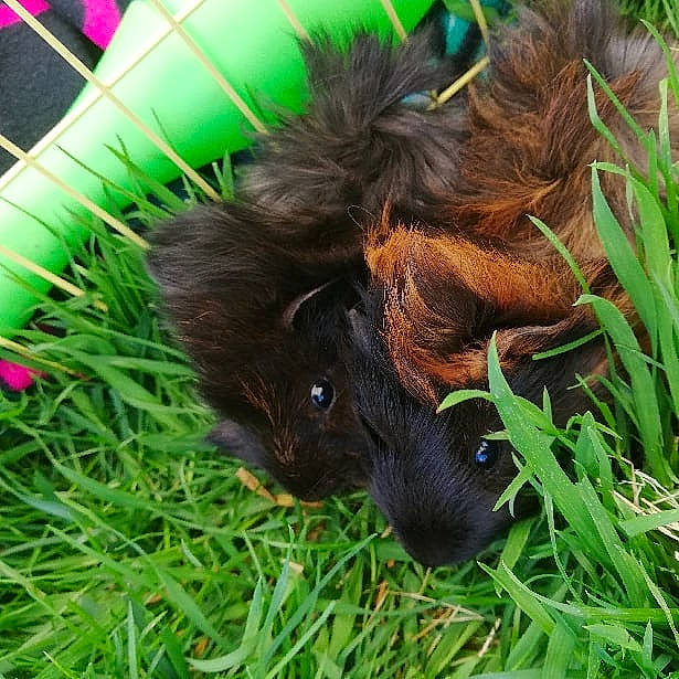 Simba a rejoint le concours — aidez-le/la à gagner de superbes lots ! canidae, dog_breed, fur, grass, guinea_pig, liver, plant, puppy, rodent, sporting_group, squirrel, tail