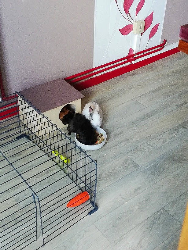 Simba participe au concours pour gagner de l'argent avec cette photo : canidae, cat, companion_dog, felidae, floor, flooring, hardwood, laminate_flooring, small_to_medium_sized_cats, tail, tile, wood