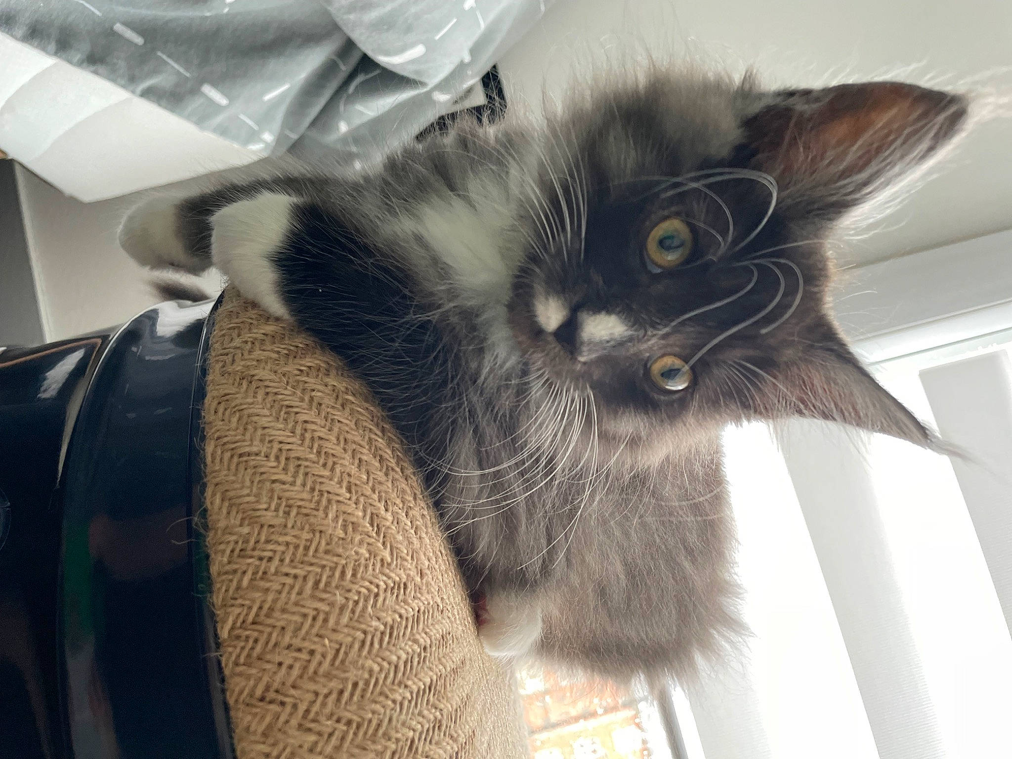 Rocket participe au concours pour gagner de l'argent avec cette photo : black_cat, carnivore, cat, cat_supply, claw, comfort, domestic_short_haired_cat, ear, felidae, fur, paw, small_to_medium_sized_cats, tail, whiskers