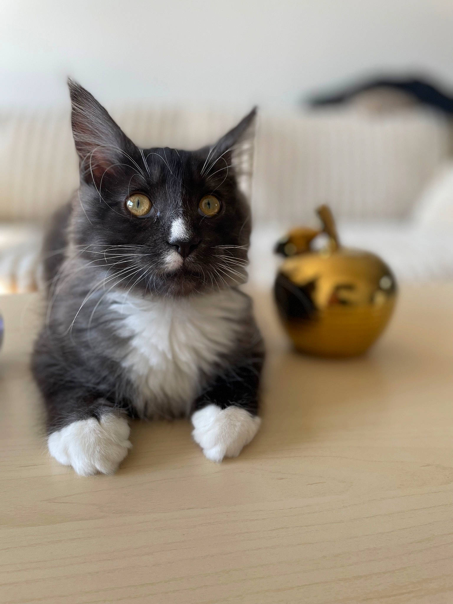 Rocket participe au concours pour gagner de l'argent avec cette photo : black_cat, box, carnivore, cat, cat_toy, claw, domestic_short_haired_cat, felidae, flooring, fur, grey, hardwood, paw, sitting, small_to_medium_sized_cats, snout, tail, toy, whiskers, wood