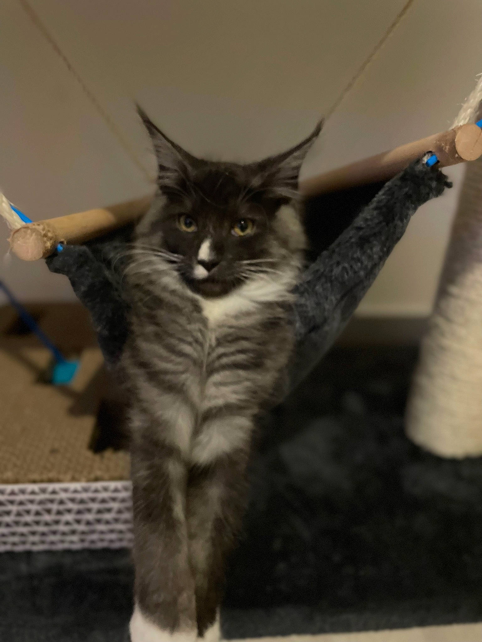 Rocket participe au concours pour gagner de l'argent avec cette photo : carnivore, cat, claw, domestic_short_haired_cat, felidae, fur, gesture, grey, maine_coon, paw, small_to_medium_sized_cats, snout, tail, whiskers