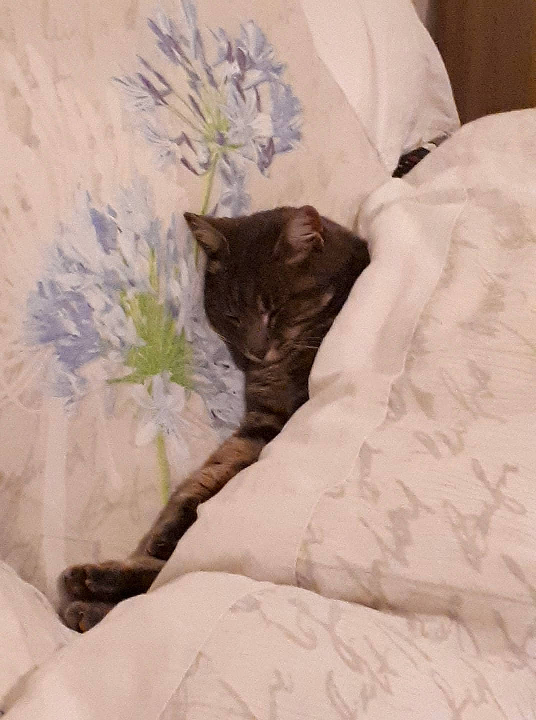 Eteincelle a rejoint le concours — aidez-le/la à gagner de superbes lots ! art_paint, bed_sheet, bedding, black_cat, blanket, carnivore, cat, comfort, domestic_short_haired_cat, felidae, fur, linens, paint, small_to_medium_sized_cats, terrestrial_animal, whiskers