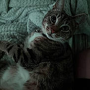 Lita is registered to the contest to win money with this photo: animal, blanket, cat, closeup, collar, cute, domestic, eyes, fur, indoor, mammal, pet, portrait, relaxed, resting, sleepy, soft, tabby, texture, whiskers