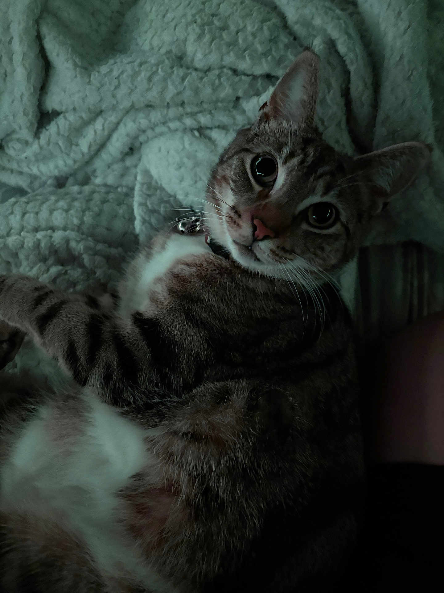 Lita is registered to the contest to win money with this photo: animal, blanket, cat, closeup, collar, cute, domestic, eyes, fur, indoor, mammal, pet, portrait, relaxed, resting, sleepy, soft, tabby, texture, whiskers