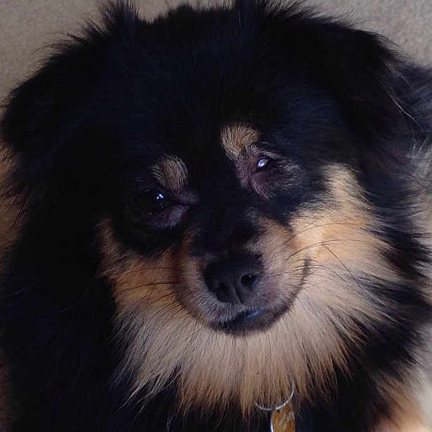 Pirate joined the competition — help win amazing prizes! canidae, carnivore, companion_dog, dog, dog_breed, finnish_lapphund, fur, german_spitz, german_spitz_klein, german_spitz_mittel, keeshond, mammal, non_sporting_group, pomeranian, puppy, rare_breed_dog, snout, spitz, vertebrate