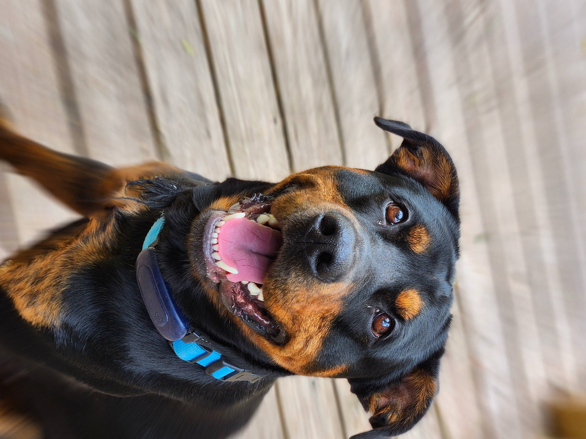 Bruce is registered to the contest to win money with this photo: canidae, carnivore, collar, companion_dog, dog, dog_breed, dog_collar, dog_supply, ear, electric_blue, eye, fawn, fur, leash, pet_supply, snout, sporting_group, sunglasses, whiskers, working_animal