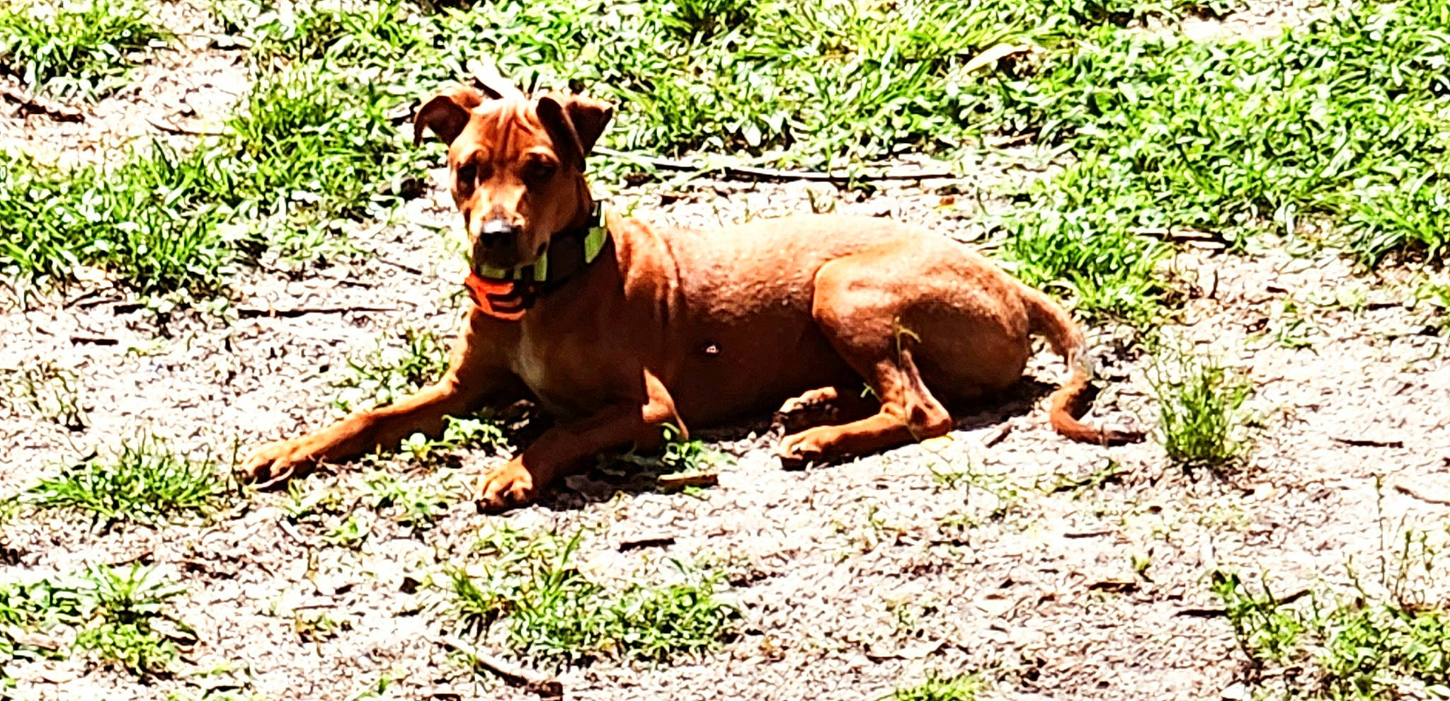 Artie joined the competition — help win amazing prizes! canidae, carnivore, companion_dog, dog, dog_breed, fawn, grass, grassland, guard_dog, hound, hunting_dog, liver, pasture, plant, sporting_group, tail, terrestrial_animal, wildlife, working_animal, working_dog