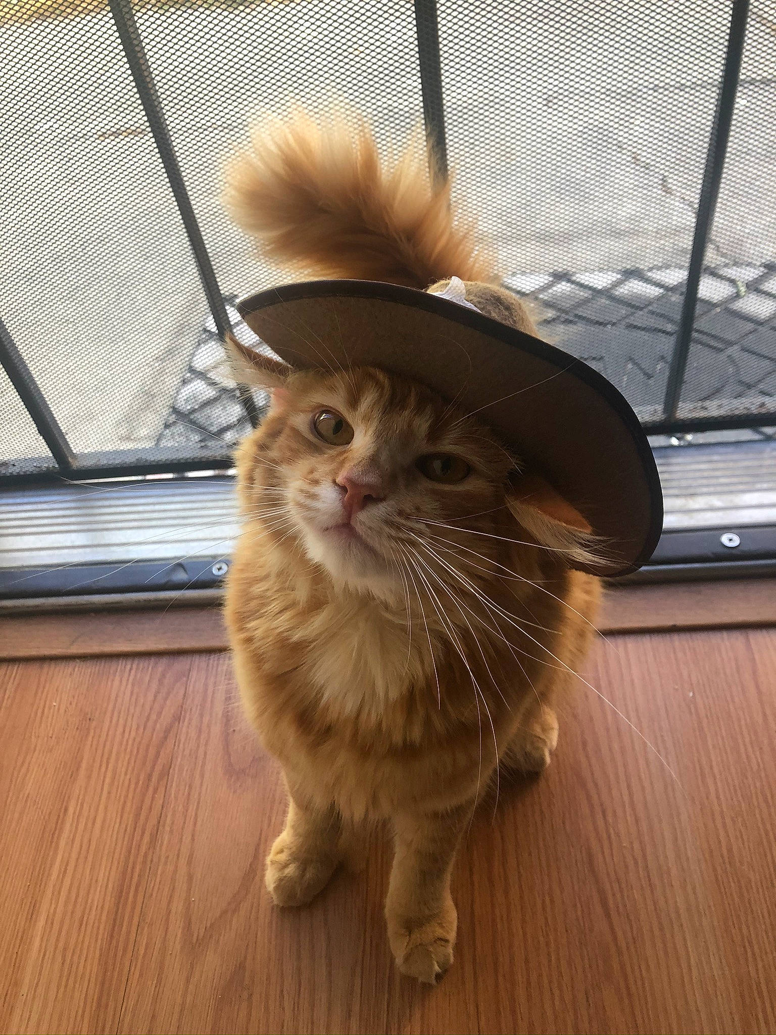 Kenny is registered to the contest to win money with this photo: animal_shelter, carnivore, cat, domestic_short_haired_cat, eye, fawn, felidae, fence, floor, flooring, fur, hardwood, mesh, small_to_medium_sized_cats, snout, tail, terrestrial_animal, whiskers, window, wood