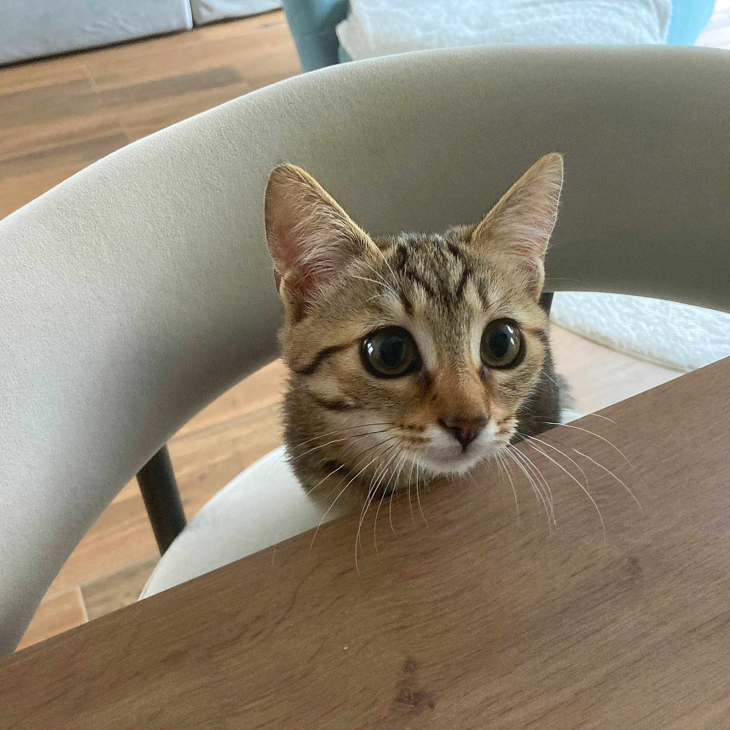 Nala a rejoint le concours — aidez-le/la à gagner de superbes lots ! cat, chair, cozy, curious, cute, domestic_animal, feline, floor, fur, household, indoor, kitten, looking_up, modern_furniture, pet, tabby, whiskers, wide_eyes, wooden_table, young