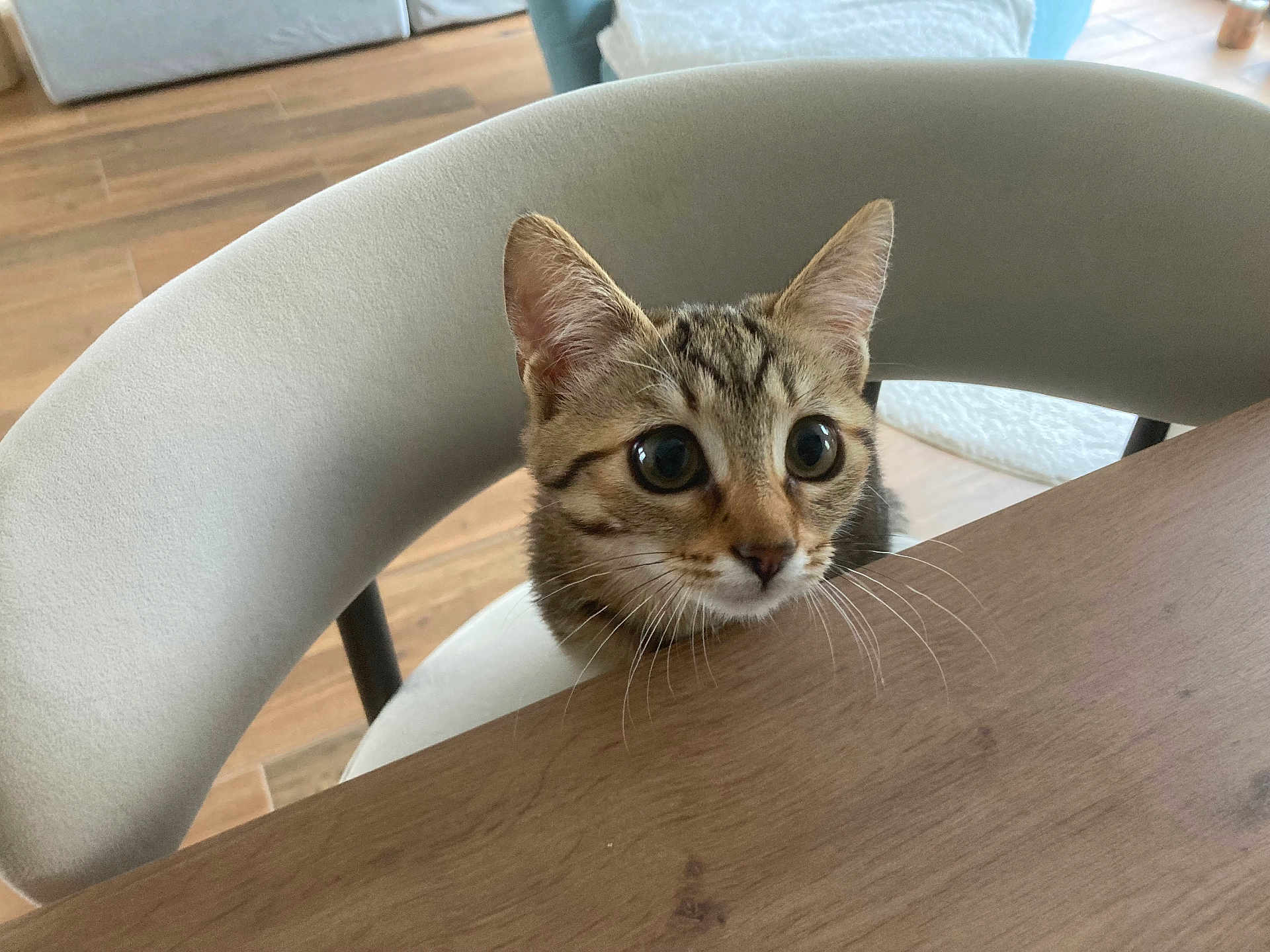 Nala a rejoint le concours — aidez-le/la à gagner de superbes lots ! kitten, cat, tabby, chair, wooden_table, indoor, pet, curious, wide_eyes, feline, whiskers, fur, domestic_animal, cute, young, looking_up, household, floor, modern_furniture, cozy