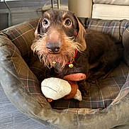 Hubert participe au concours pour gagner de l'argent avec cette photo : dog, brown_dog, scruffy_dog, wirehaired_dog, pet, collar, red_collar, plaid_bed, dog_bed, stuffed_toy, plush_toy, indoor, living_room, floor, couch, portrait, closeup, sitting, alert, cute