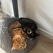 Vicky participe au concours pour gagner de l'argent avec cette photo : cat, cats, orange_cat, tortoiseshell_cat, pet, animal, feline, cat_bed, cozy, snuggling, indoor, floor, wood_floor, cat_tree, resting, cute, domestic_animal, fur, sleepy, companion