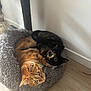 cat, cats, orange_cat, tortoiseshell_cat, pet, animal, feline, cat_bed, cozy, snuggling, indoor, floor, wood_floor, cat_tree, resting, cute, domestic_animal, fur, sleepy, companion