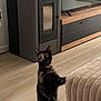 Vicky participe au concours pour gagner de l'argent avec cette photo : cat, tortoiseshell_cat, standing, indoor, living_room, wood_stove, furniture, television, floor, curious, pet, animal, home, cozy, modern, wooden_floor, couch, cabinet, looking, ears