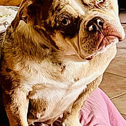Kally a rejoint le concours — aidez-le/la à gagner de superbes lots ! bulldog, dog, pet, indoor, pink_blanket, floor, wooden_furniture, curious, head_tilt, animal, mammal, portrait, close_up, fur, paw, cute, companion, domestic, expression, resting