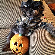 Clyde is registered to the contest to win money with this photo: dog, camouflage_clothing, hat, sunglasses, pumpkin, ceramic_pumpkin, couch, striped_fabric, indoor, halloween, costume, pet, relaxed, decor, holiday, funny, animal, small_dog, portrait, casual