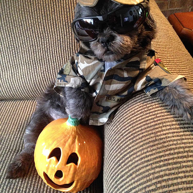 Clyde is registered to the contest to win money with this photo: animal, camouflage_clothing, casual, ceramic_pumpkin, costume, couch, decor, dog, funny, halloween, hat, holiday, indoor, pet, portrait, pumpkin, relaxed, small_dog, striped_fabric, sunglasses