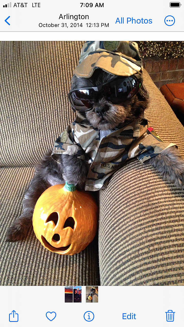 Clyde is registered to the contest to win money with this photo: dog, camouflage_clothing, hat, sunglasses, pumpkin, ceramic_pumpkin, couch, striped_fabric, indoor, halloween, costume, pet, relaxed, decor, holiday, funny, animal, small_dog, portrait, casual