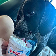 Dazey is registered to the contest to win money with this photo: dog, puppy, black_dog, licking, whipped_cream, cup, sonic, snack, car_interior, backseat, hand, human_hand, blanket, close_up, tongue, whiskers, nose, eating, pet, candid_photo