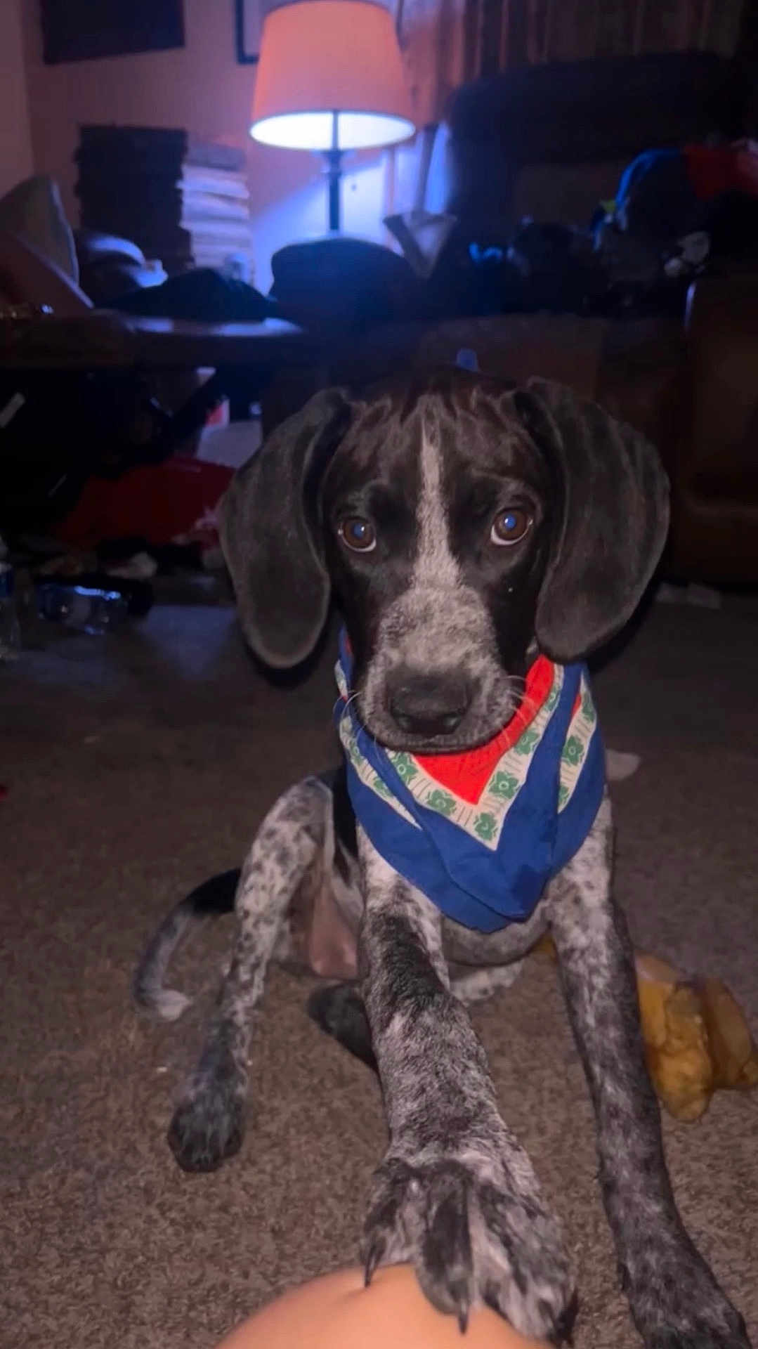 Dazey joined the competition — help win amazing prizes! dog, puppy, bandana, paw, carpet, indoor, lamp, living_room, chew_toy, brown_eyes, looking_at_camera, sitting, portrait, flash, speckled_fur, front_paw, cute, pet, furniture, clutter